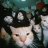 meowgang